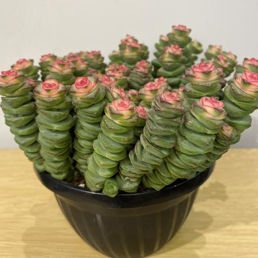 【绿植】多肉-钱串锦 商品图3