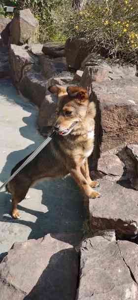 宠li维 600mg 一版7粒