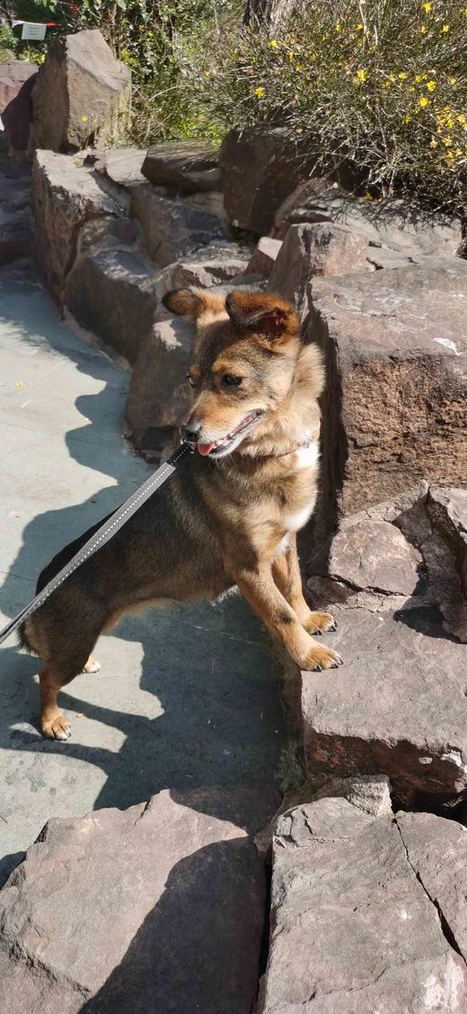 宠li维 600mg 一版7粒 商品图0