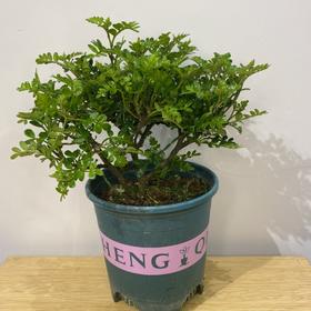 【绿植】清香木