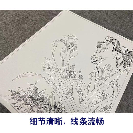 【大彩图】郎世宁工笔画白描底稿小品《仙萼长春册》石竹临摹勾线高清打印稿LT07 商品图4