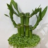 【绿植】小森林卡通竹子 商品缩略图1