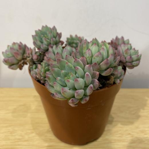 【绿植】多肉-蓝苹果 商品图1