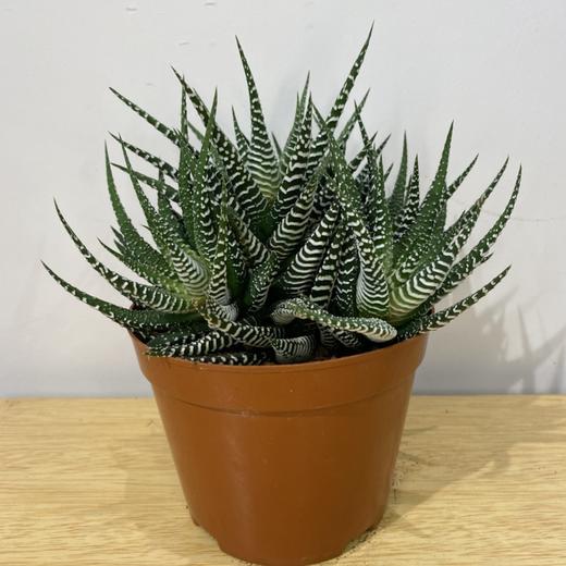 【绿植】多肉-十二卷 商品图2