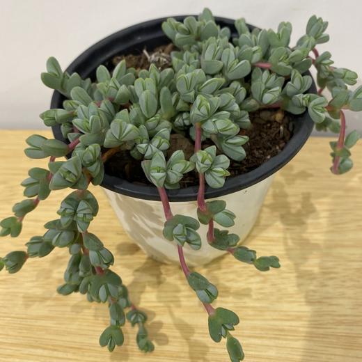 【绿植】多肉-碧豆莲 商品图2