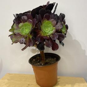 【绿植】多肉-法师