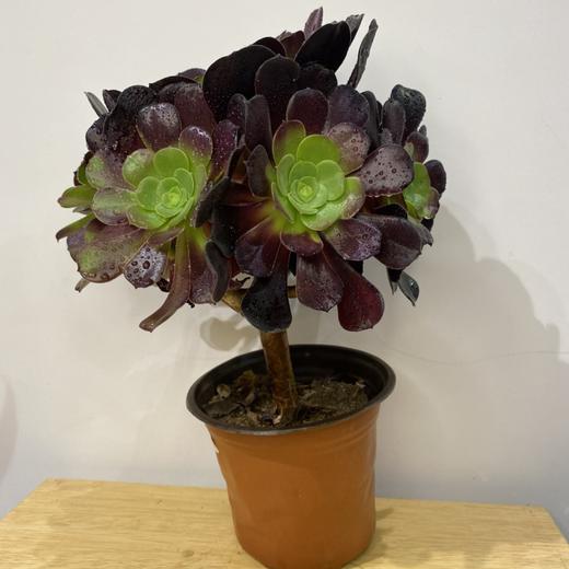 【绿植】多肉-法师 商品图0