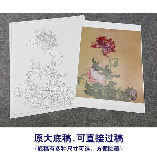 【大彩图】郎世宁工笔画白描底稿小品《仙萼长春册》罂粟临摹勾线高清打印稿LT09 商品图1