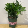 【绿植】招财树（竹柏） 商品缩略图3