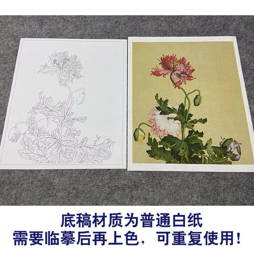 【大彩图】郎世宁工笔画白描底稿小品《仙萼长春册》罂粟临摹勾线高清打印稿LT09 商品图3