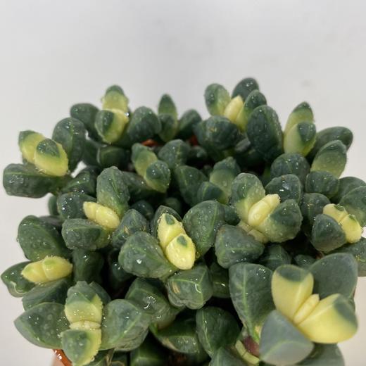 【绿植】多肉-白松锦 商品图1