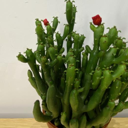 【绿植】多肉-招财棍 商品图2