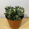 【绿植】多肉-白松锦 商品缩略图0