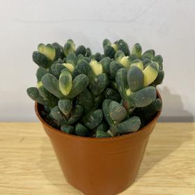 【绿植】多肉-白松锦