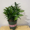 【绿植】招财树（竹柏） 商品缩略图0