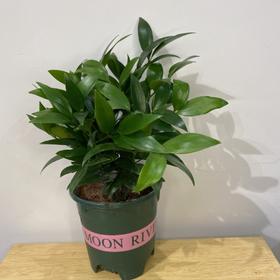 【绿植】招财树（竹柏）