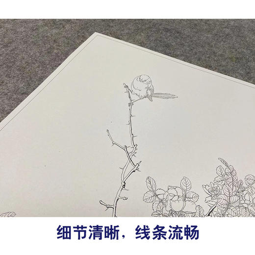 【大彩图】郎世宁工笔画白描底稿小品《仙萼长春册》黄刺蘼鱼儿牡丹临摹勾线高清打印稿LT06 商品图4