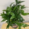 【绿植】招财树（竹柏） 商品缩略图1