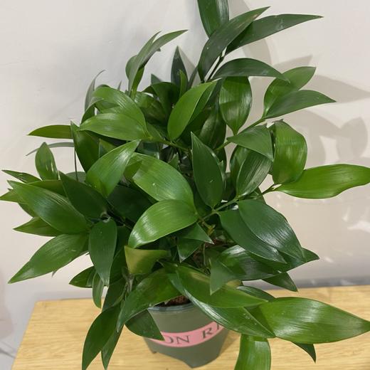 【绿植】招财树（竹柏） 商品图1