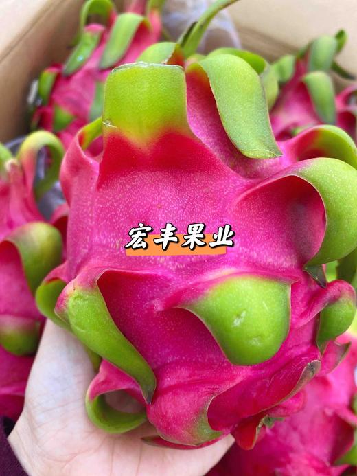 宏丰精选 越南红心火龙果 口感不错 火龙果怕热 一定及时放冰箱哦  活动价9.9元一斤 商品图9