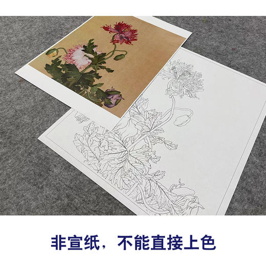 【大彩图】郎世宁工笔画白描底稿小品《仙萼长春册》罂粟临摹勾线高清打印稿LT09 商品图2