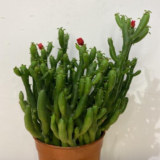 【绿植】多肉-招财棍 商品图1