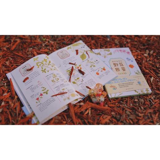 我们身边的野花图鉴 【日】前田真由美 著 华东师范大学出版社 商品图2