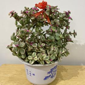 【绿植】多肉-雅乐之舞