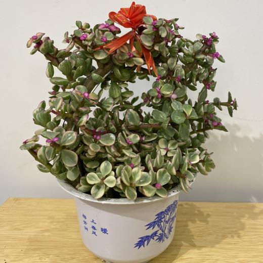 【绿植】多肉-雅乐之舞 商品图0