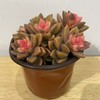 【绿植】多肉-姬胧月 商品缩略图0