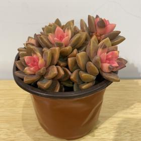 【绿植】多肉-姬胧月