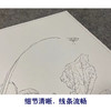 【大彩图】郎世宁工笔画白描底稿《仙萼长春册》荷花与慈姑花临摹勾线高清打印稿LT13 商品缩略图4