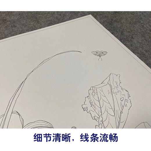 【大彩图】郎世宁工笔画白描底稿《仙萼长春册》荷花与慈姑花临摹勾线高清打印稿LT13 商品图4