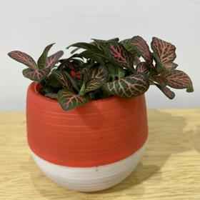 【绿植】网纹草