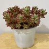 【绿植】多肉-虹之玉 商品缩略图5