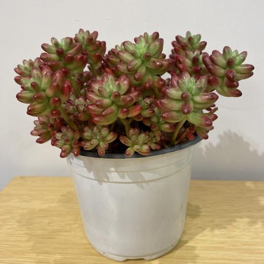 【绿植】多肉-虹之玉 商品图5