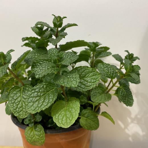 【绿植】成都薄荷 商品图1