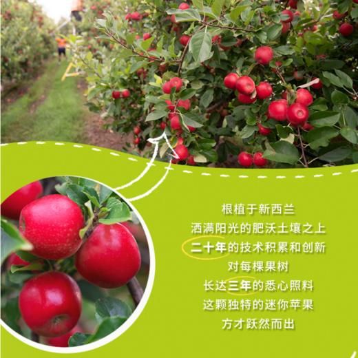 [最农公社]新西兰火箭筒苹果个小味浓 商品图7