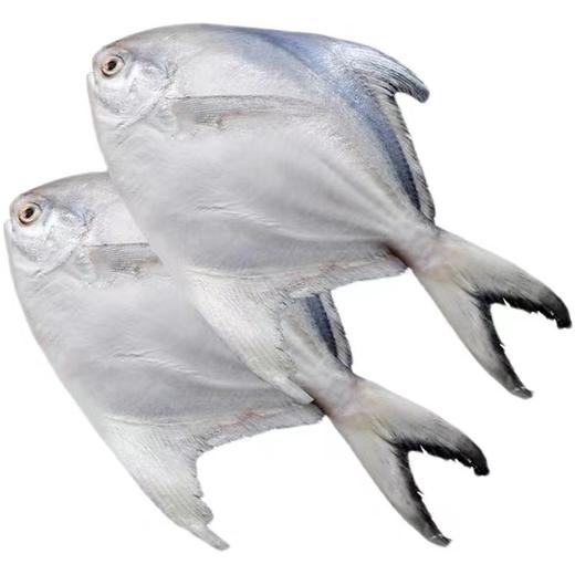 冷冻【顺丰包邮】青岛本地纯海捕银鲳鱼—4条装（约两斤）无冰衣  独立包装 商品图3