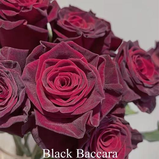 肯尼亚进口玫瑰花black baccara黑巴克12支 商品图2