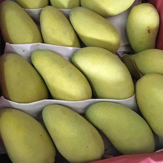 海南金煌芒，当季现摘，果肉Q弹爽滑、皮薄肉厚，吃着特别的爽，每一口都是甜蜜的味道！ 商品图4