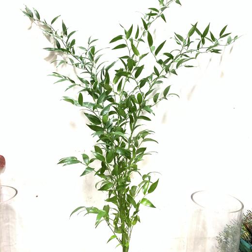 进口熊猫竹 商品图0