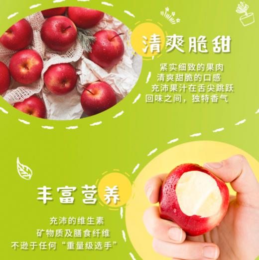 [最农公社]新西兰火箭筒苹果个小味浓 商品图6