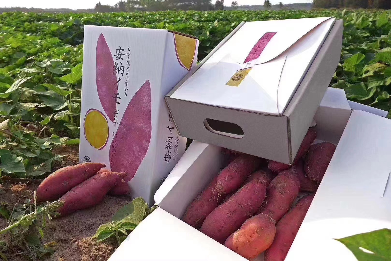 倍浓安纳芋地瓜日本品种约455斤箱极粉糯极细腻集美貌和美味于一身