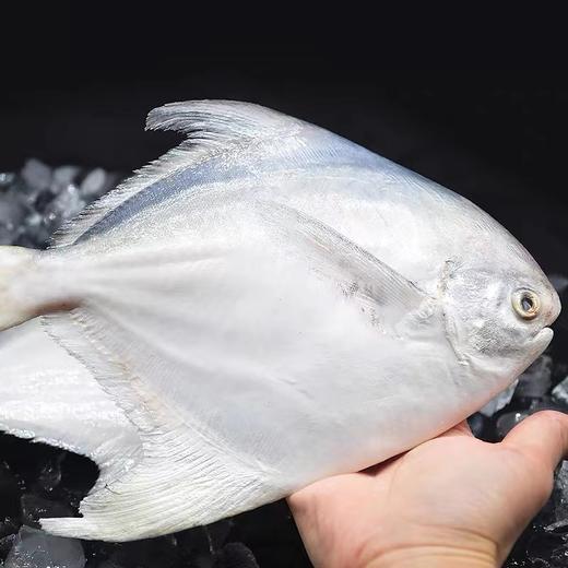冷冻【顺丰包邮】青岛本地纯海捕银鲳鱼—4条装（约两斤）无冰衣  独立包装 商品图1