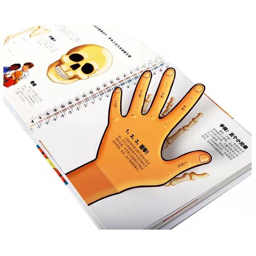 我们的身体：3d立体书儿童绘本（2-12岁）科普百科书，性启蒙书籍 商品图1