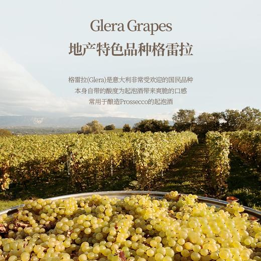 【意大利普罗塞克DOC】 单一年份超干型普罗塞克 意大利 11%vol 商品图5