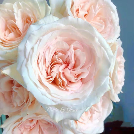 肯尼亚鲜花princess maya玛雅公主玫瑰花10支 商品图2