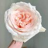 肯尼亚鲜花princess maya玛雅公主玫瑰花10支 商品缩略图1