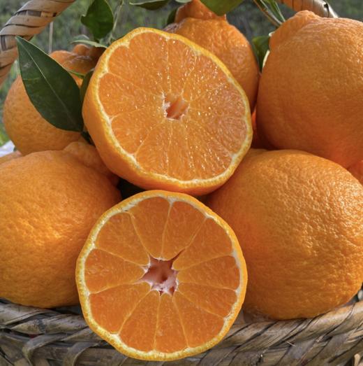 丑橘不知火，清脆爽口，粒粒饱满，蜜柑的好口感，像橘子一样好剥皮，叫不知火，也叫丑八怪 商品图1